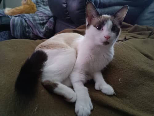 Linda - Mixed Breed cat available for adoption at SOS Prairie Rescue Inc. in Saskatoon