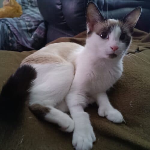 Linda - Mixed Breed cat available for adoption at SOS Prairie Rescue Inc. in Saskatoon