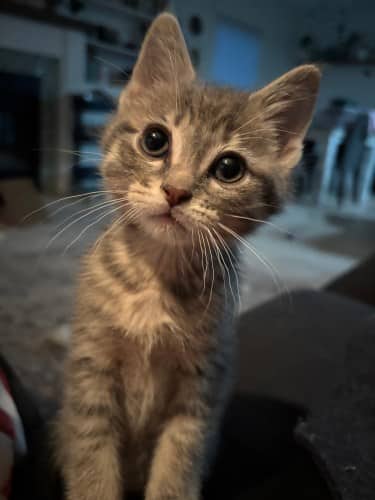 Dwight - Mixed Breed cat available for adoption at SOS Prairie Rescue Inc. in Saskatoon