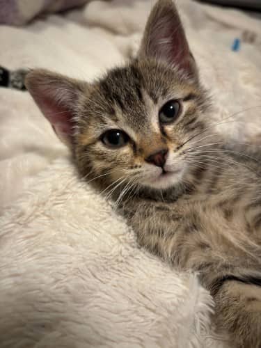Pam - Mixed Breed cat available for adoption at SOS Prairie Rescue Inc. in Saskatoon