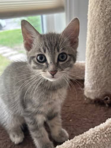 Michael - Mixed Breed cat available for adoption at SOS Prairie Rescue Inc. in Saskatoon
