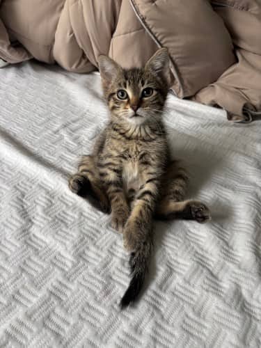 Jim - Mixed Breed cat available for adoption at SOS Prairie Rescue Inc. in Saskatoon