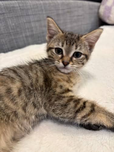 Angela - Mixed Breed cat available for adoption at SOS Prairie Rescue Inc. in Saskatoon