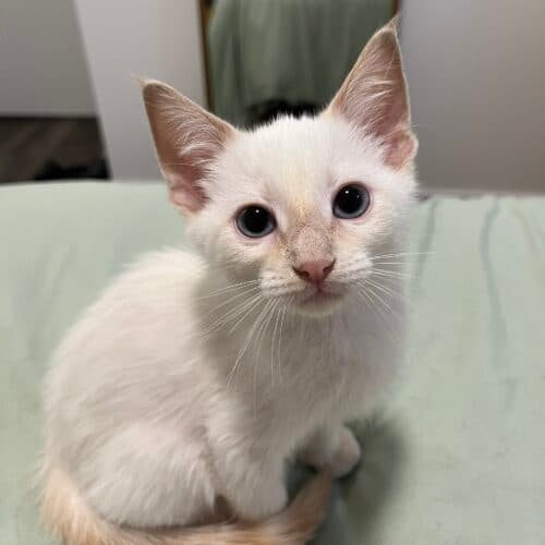 Meringue - Mixed Breed cat available for adoption at SOS Prairie Rescue Inc. in Saskatoon