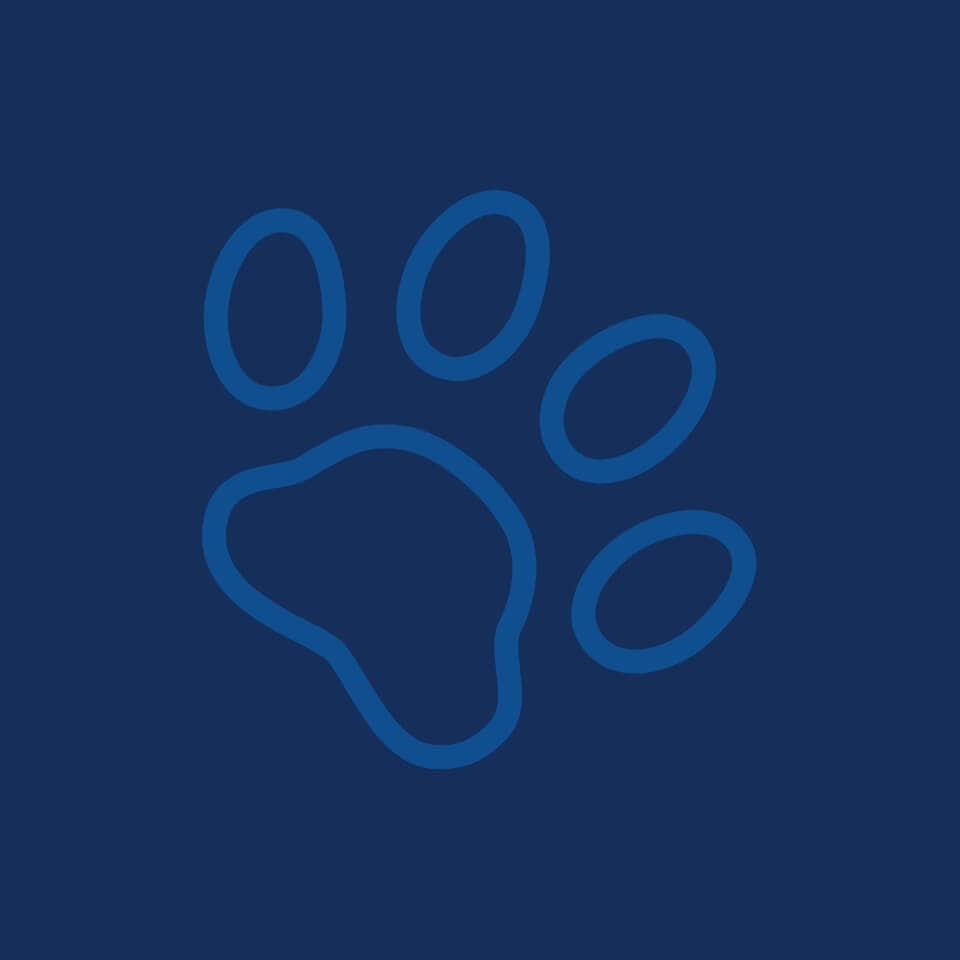Scorpion - Domestic Shorthair available for adoption