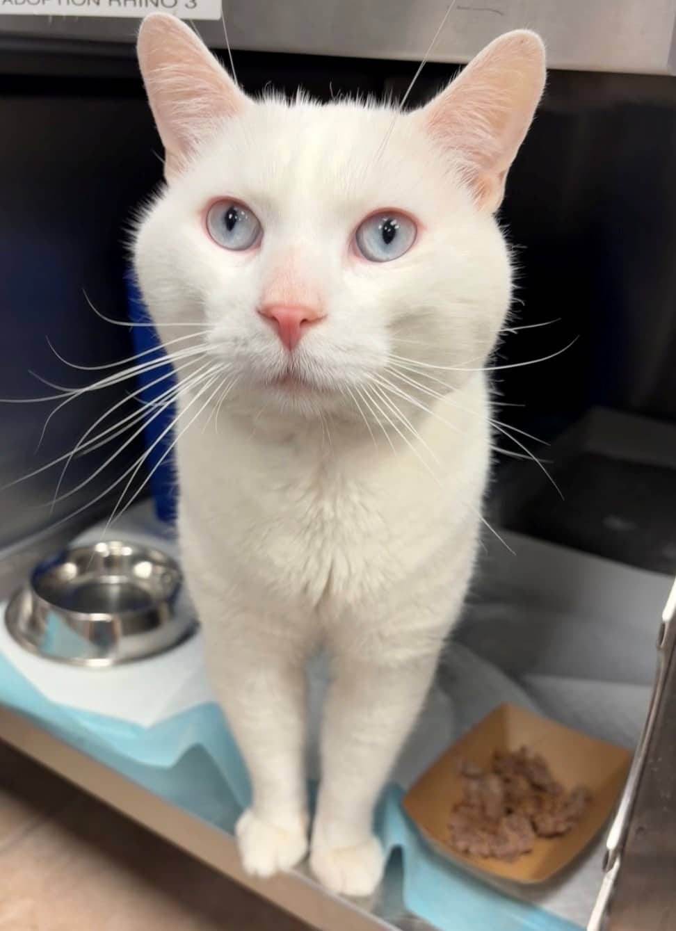 Timothé Timide - Domestic Shorthair available for adoption