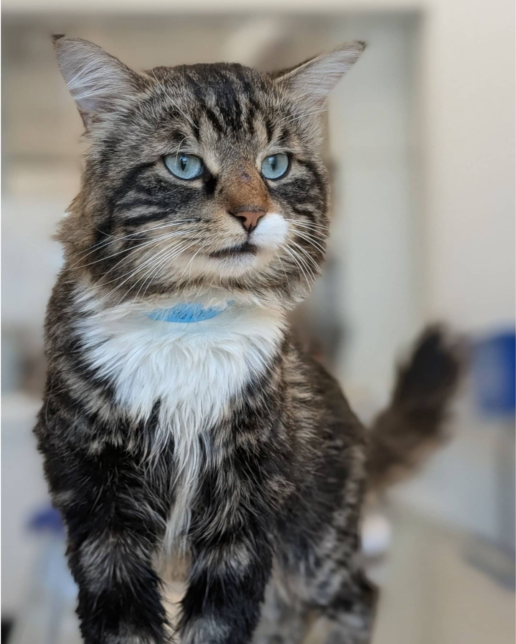 Patod - Domestic Shorthair cat available for adoption at SPA de Québec in Quebec City