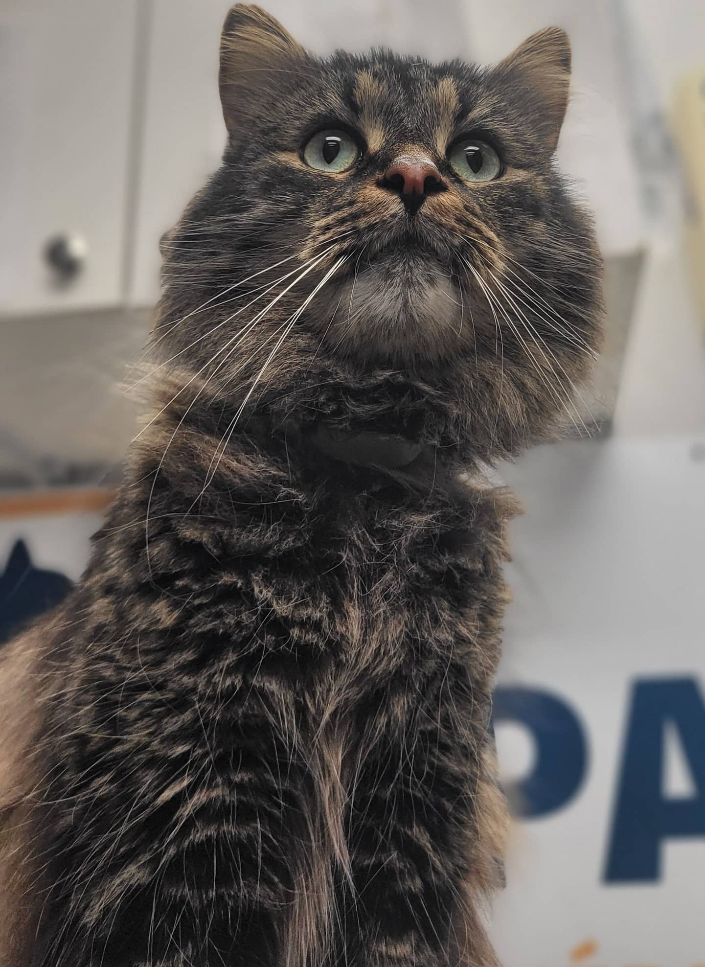 Coco - Domestic Shorthair available for adoption