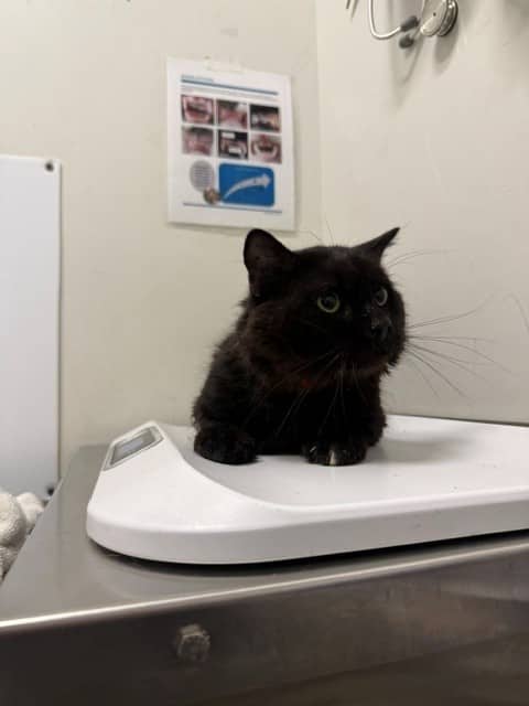 Mitou Azur - Domestic Shorthair available for adoption