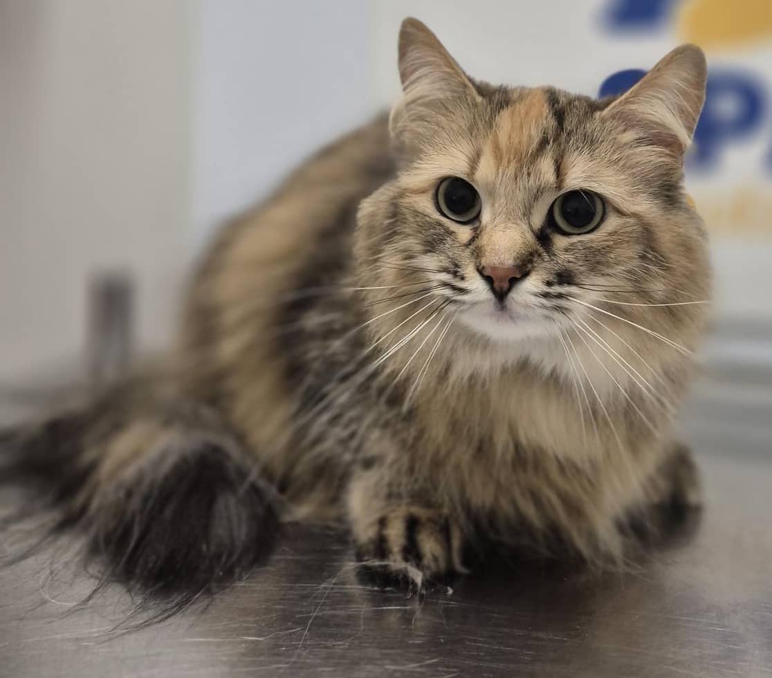 Rosie - Domestic Shorthair available for adoption