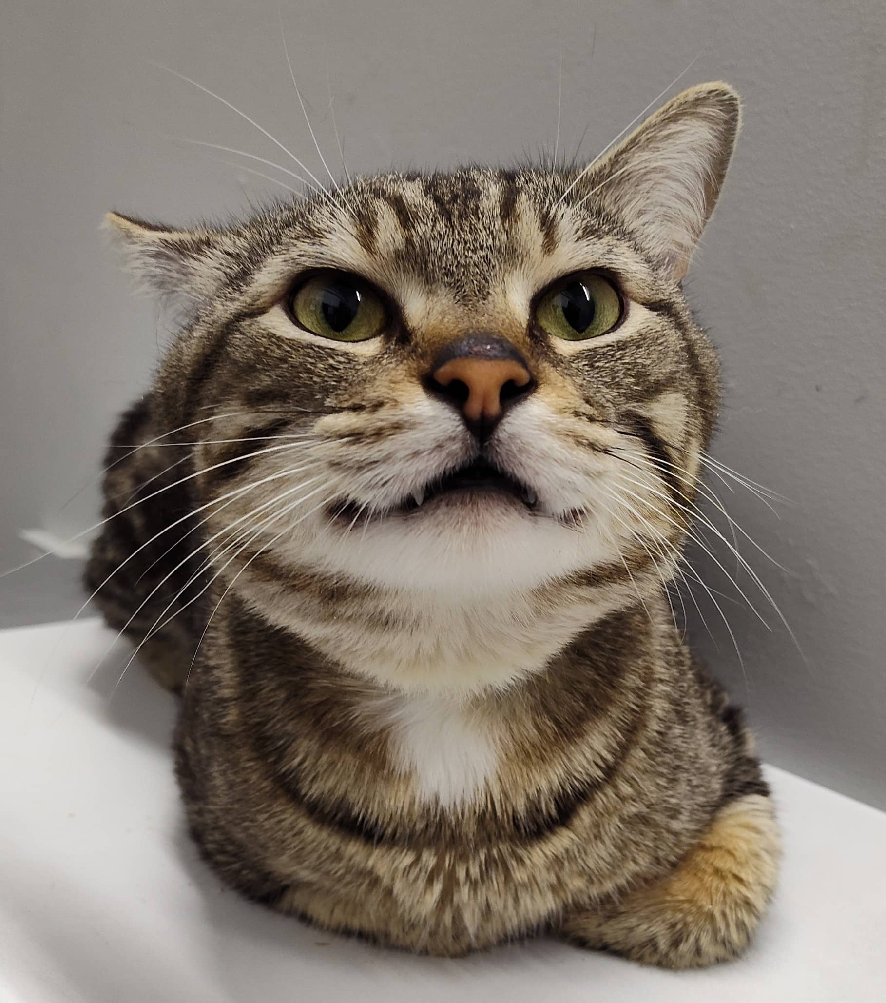 Milou - Domestic Shorthair cat available for adoption at SPA de Québec in Quebec City