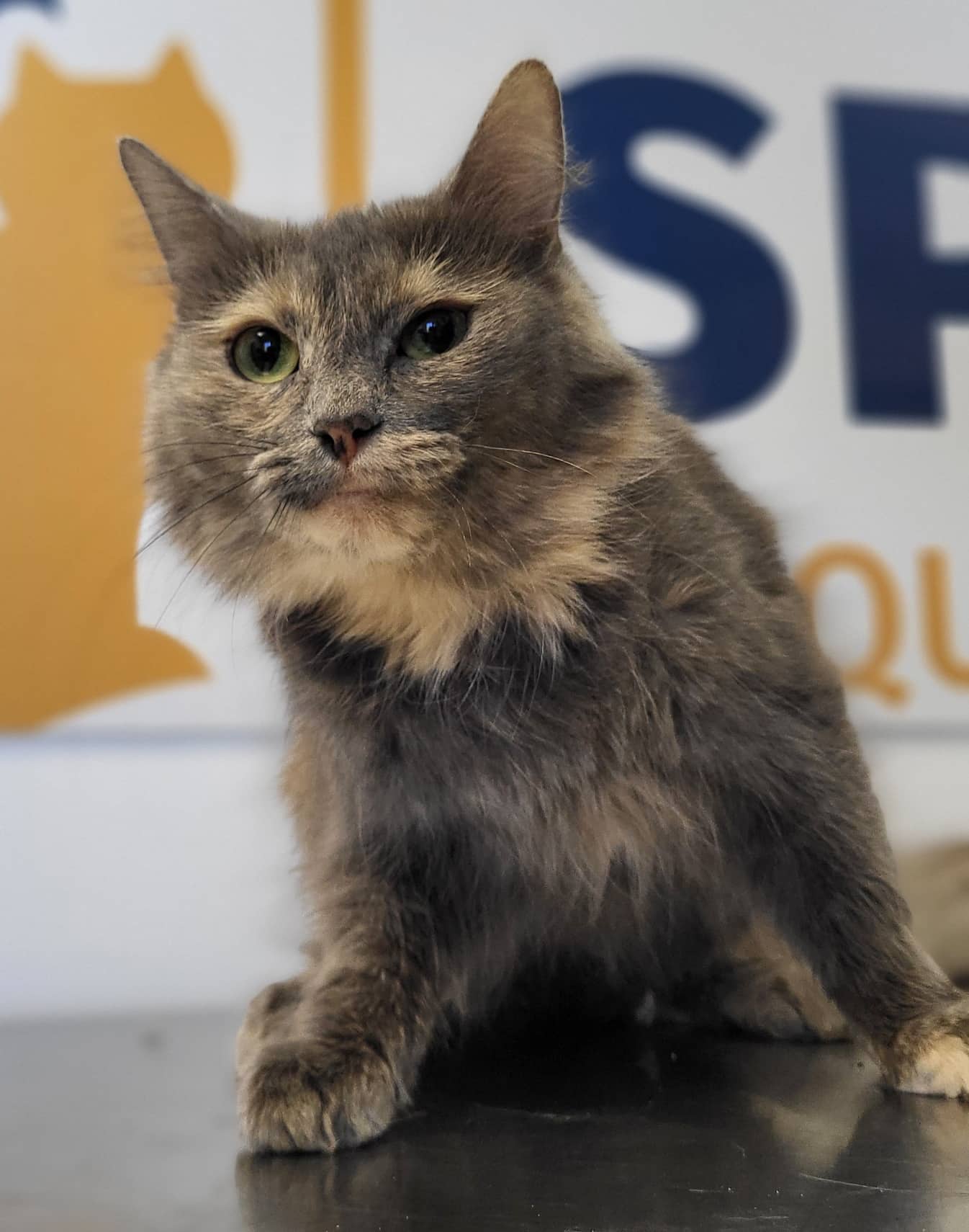 Meringue - Domestic Shorthair available for adoption