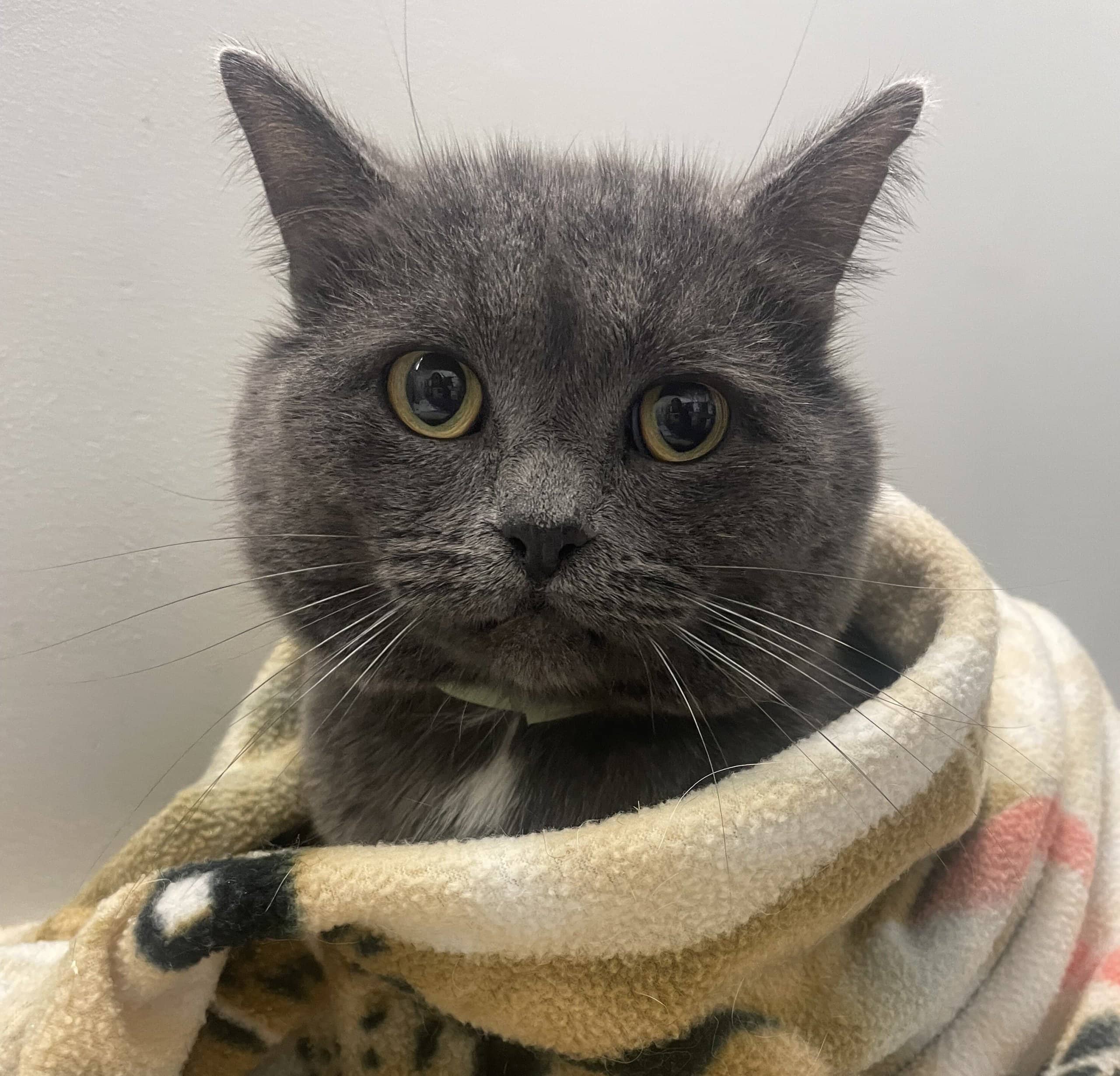 Raphaël Chocolat - Domestic Shorthair available for adoption