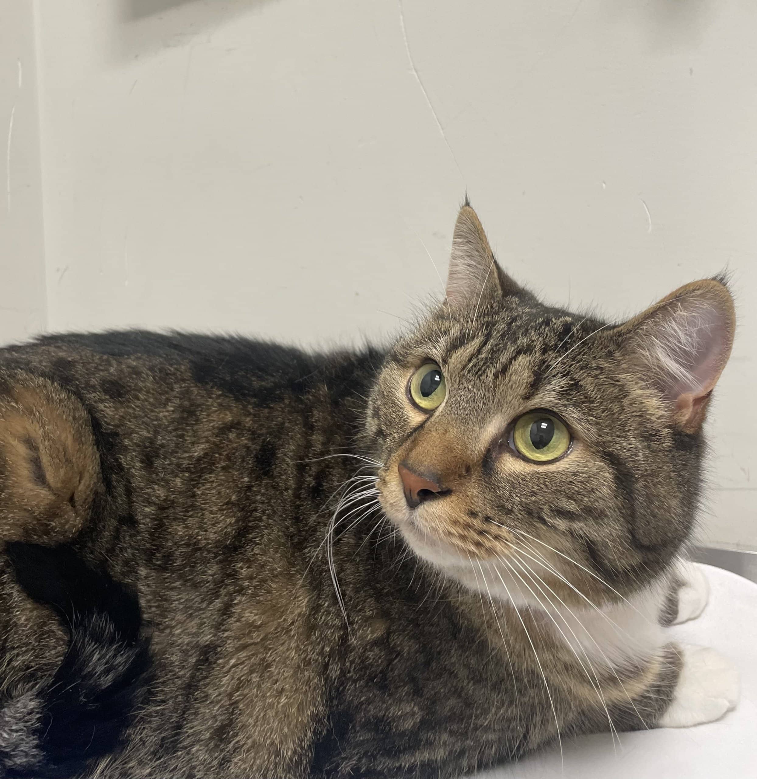 Mamouth - Domestic Shorthair available for adoption