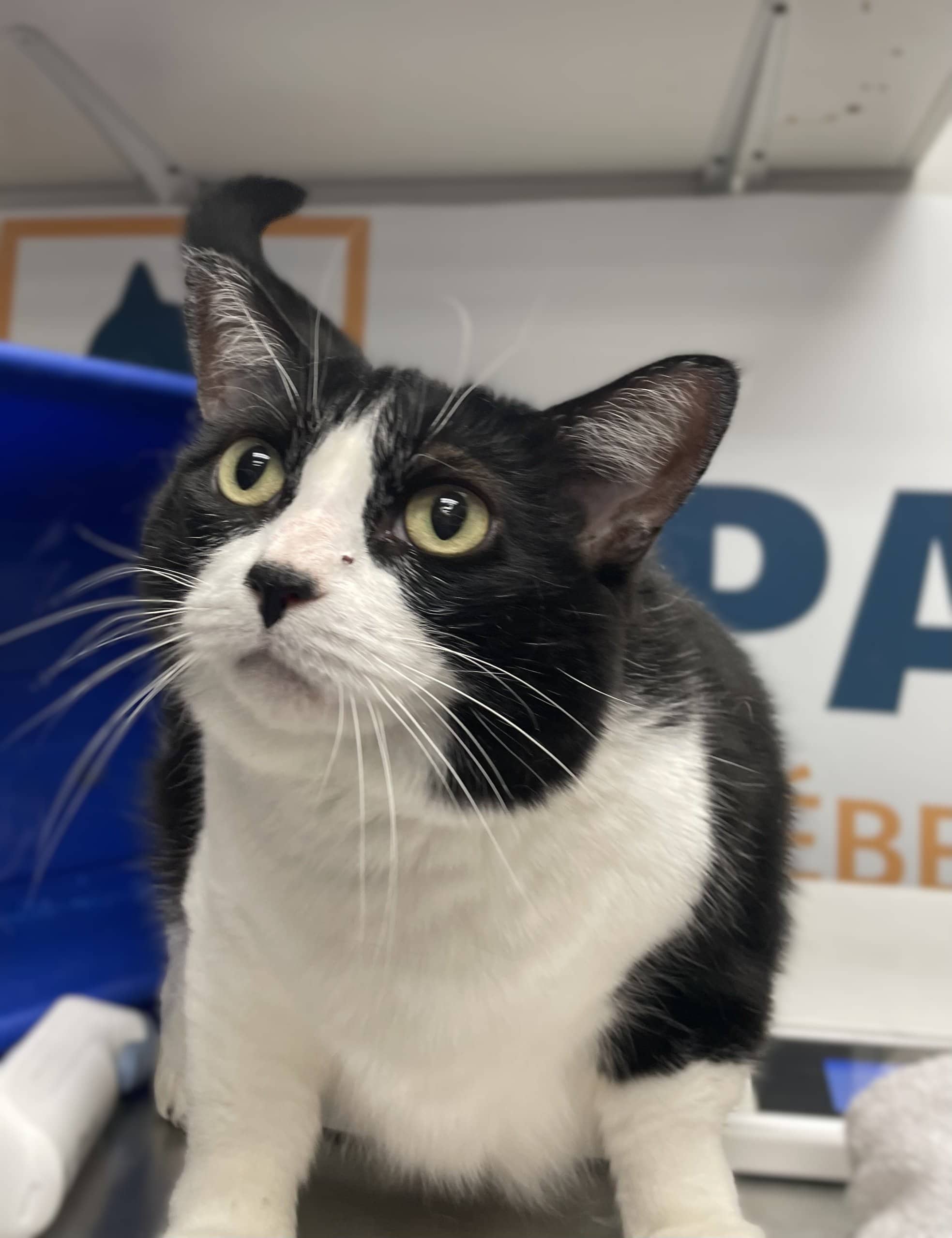 Daphné - Domestic Shorthair cat available for adoption at SPA de Québec in Quebec City