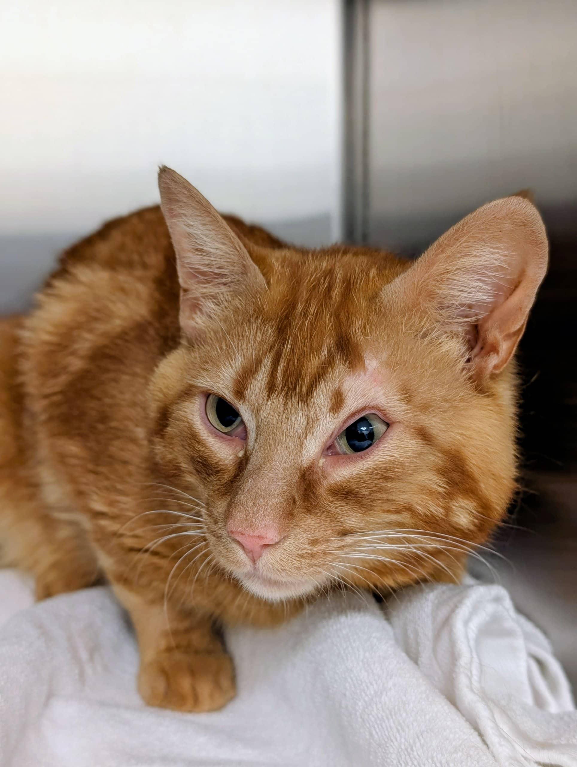Lumen - Domestic Shorthair cat available for adoption at SPA de Québec in Quebec City