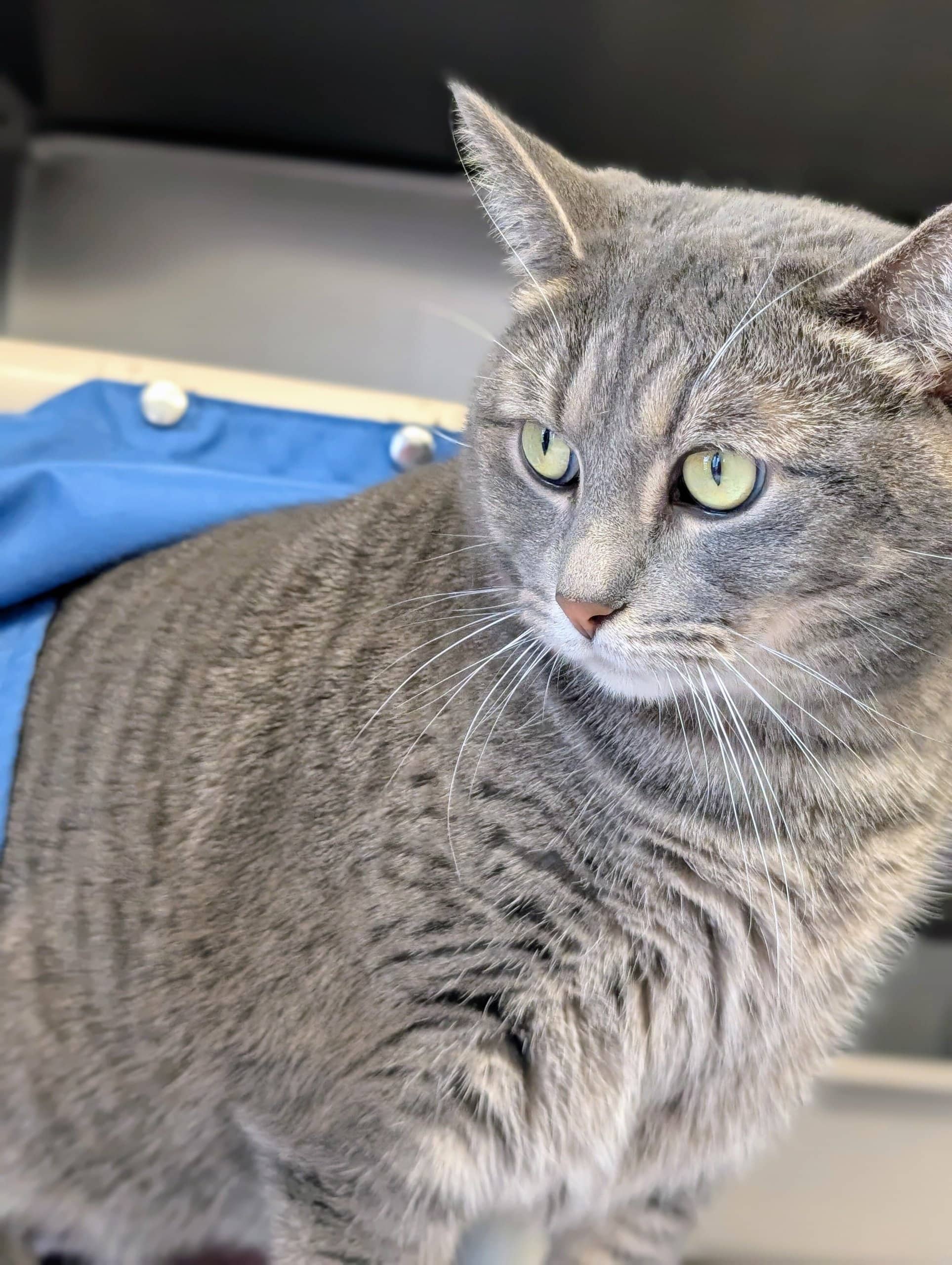 Susie - Domestic Shorthair available for adoption