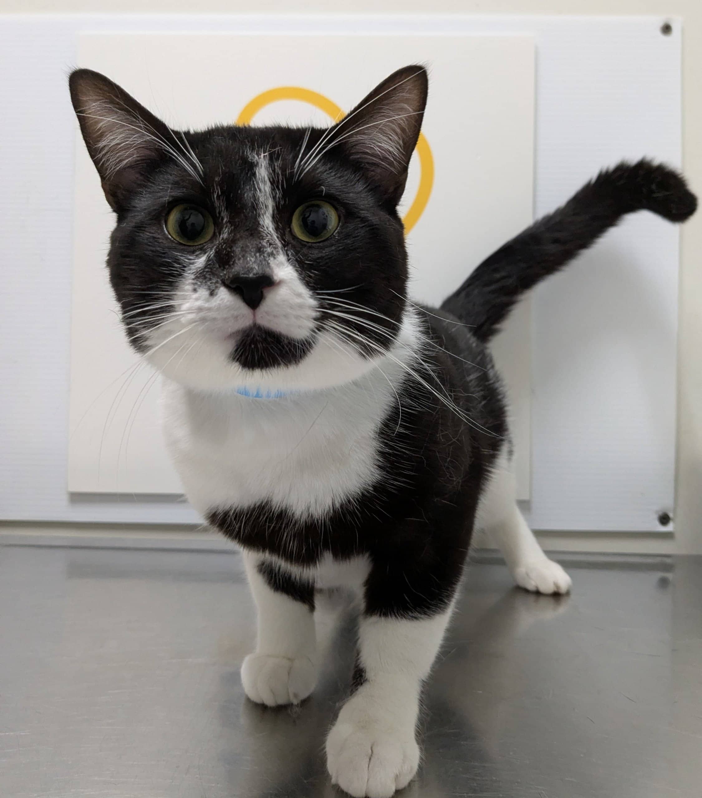 Albert - Domestic Shorthair available for adoption
