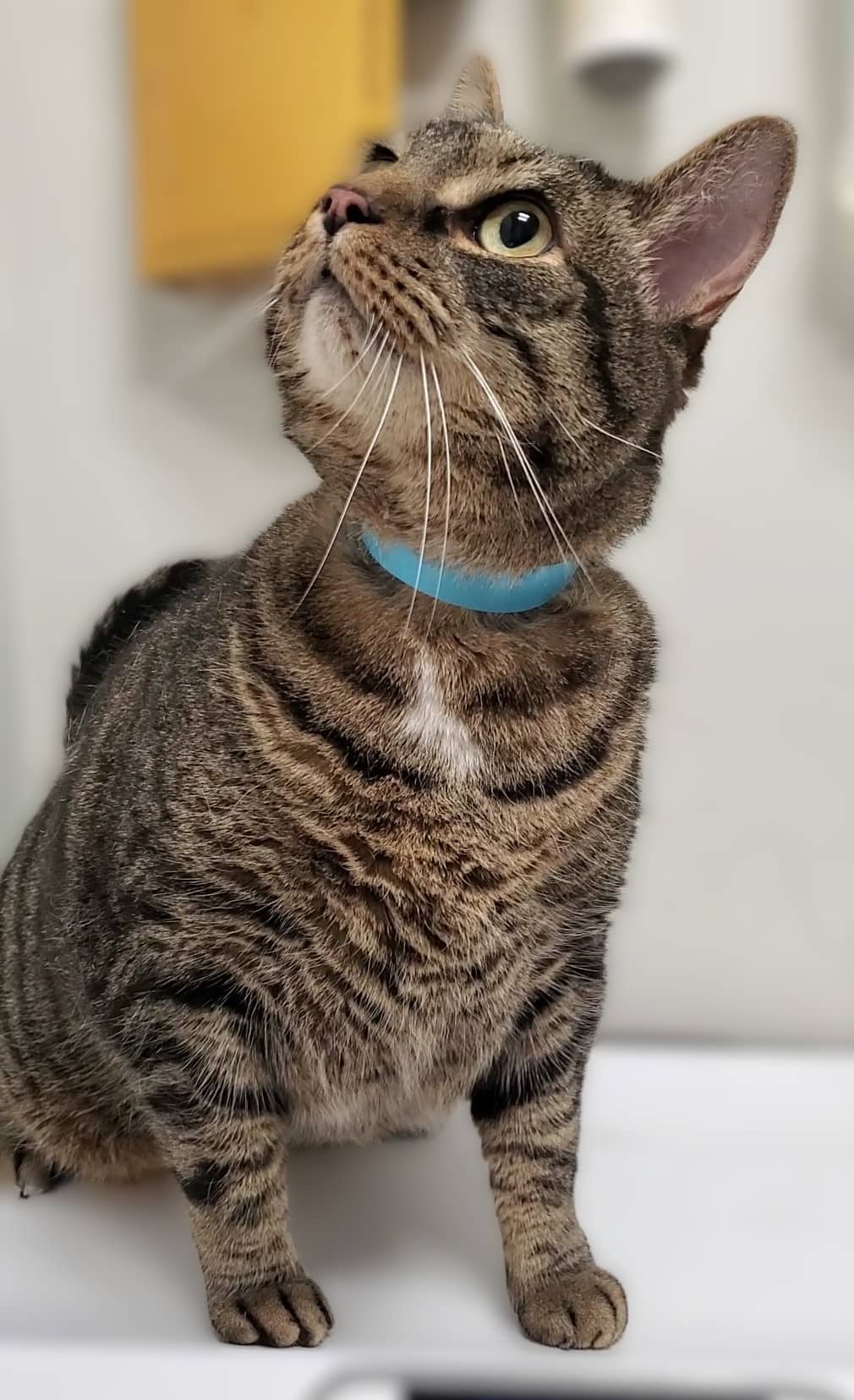 Elvis - Domestic Shorthair available for adoption