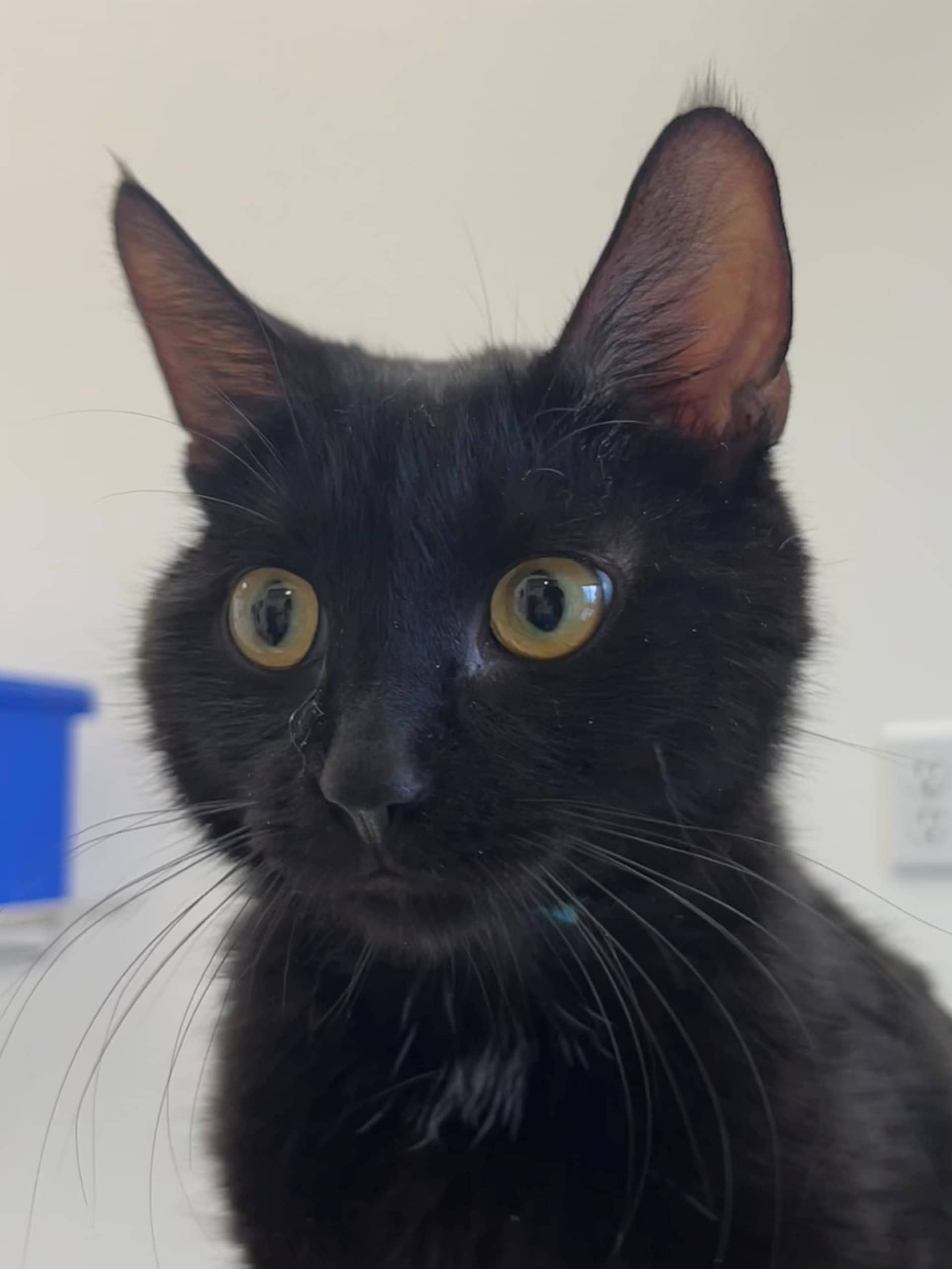 Choupette - Domestic Shorthair available for adoption