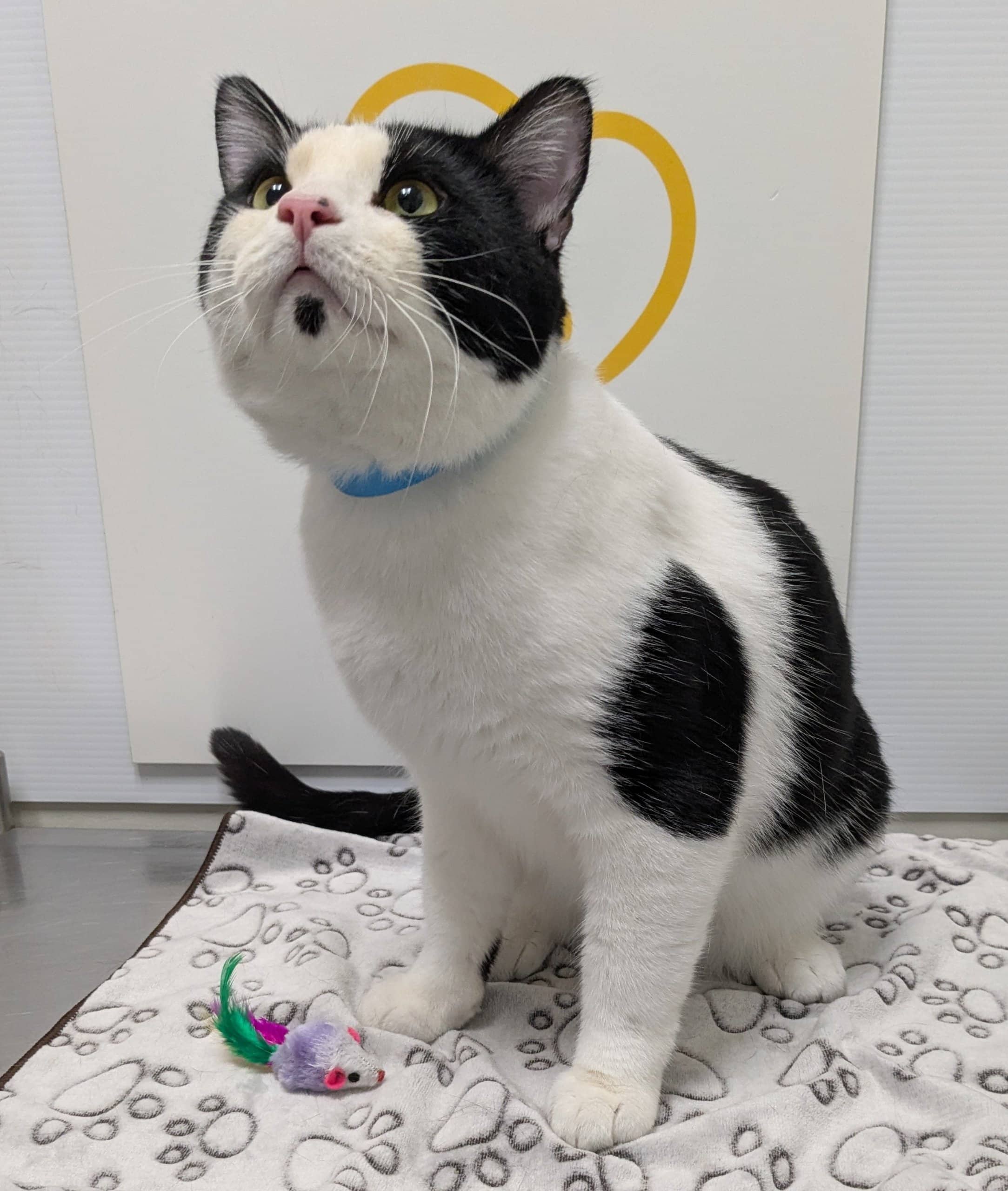 Barbichette (Mookie) - Domestic Shorthair cat available for adoption in Quebec