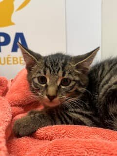 Vent de pluie - Domestic Shorthair available for adoption