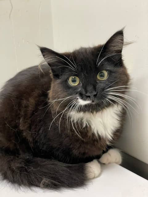 Babine - Domestic Shorthair cat available for adoption at SPA de Québec in Quebec City