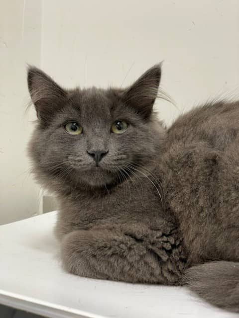 Dusty - Domestic Shorthair available for adoption