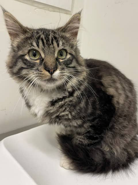 Tigré - Domestic Shorthair available for adoption