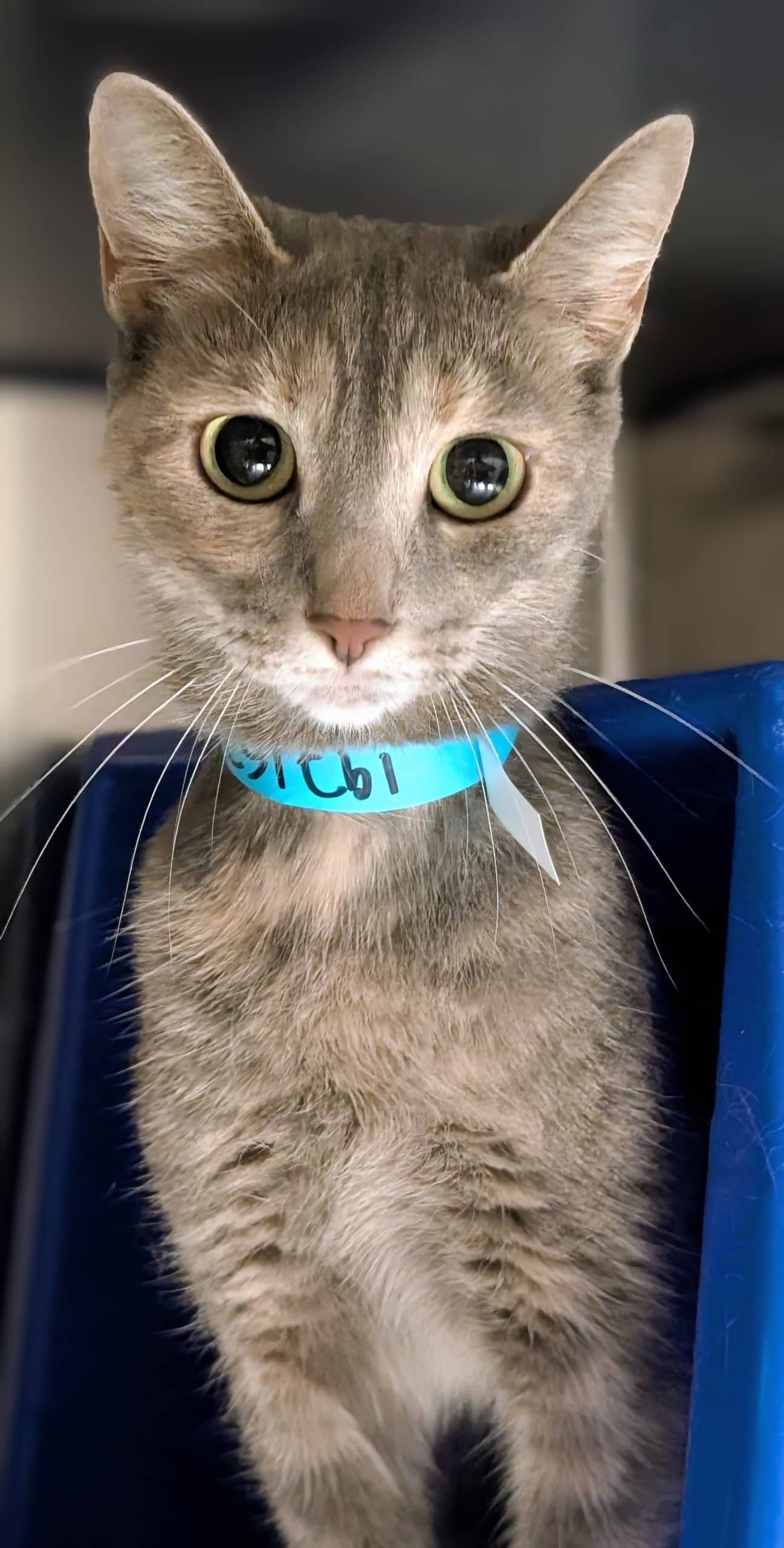 Cover Girl - Domestic Shorthair cat available for adoption at SPA de Québec in Quebec City
