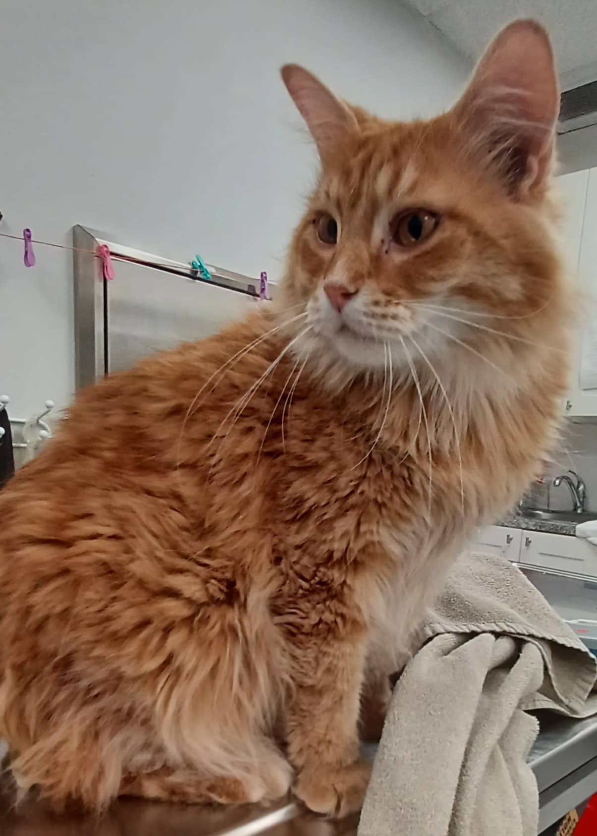 Gartabablo - Domestic Shorthair available for adoption