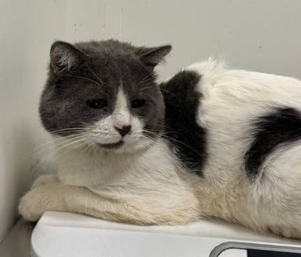 Loïc Fuschia - Domestic Shorthair cat available for adoption at SPA de Québec in Quebec City
