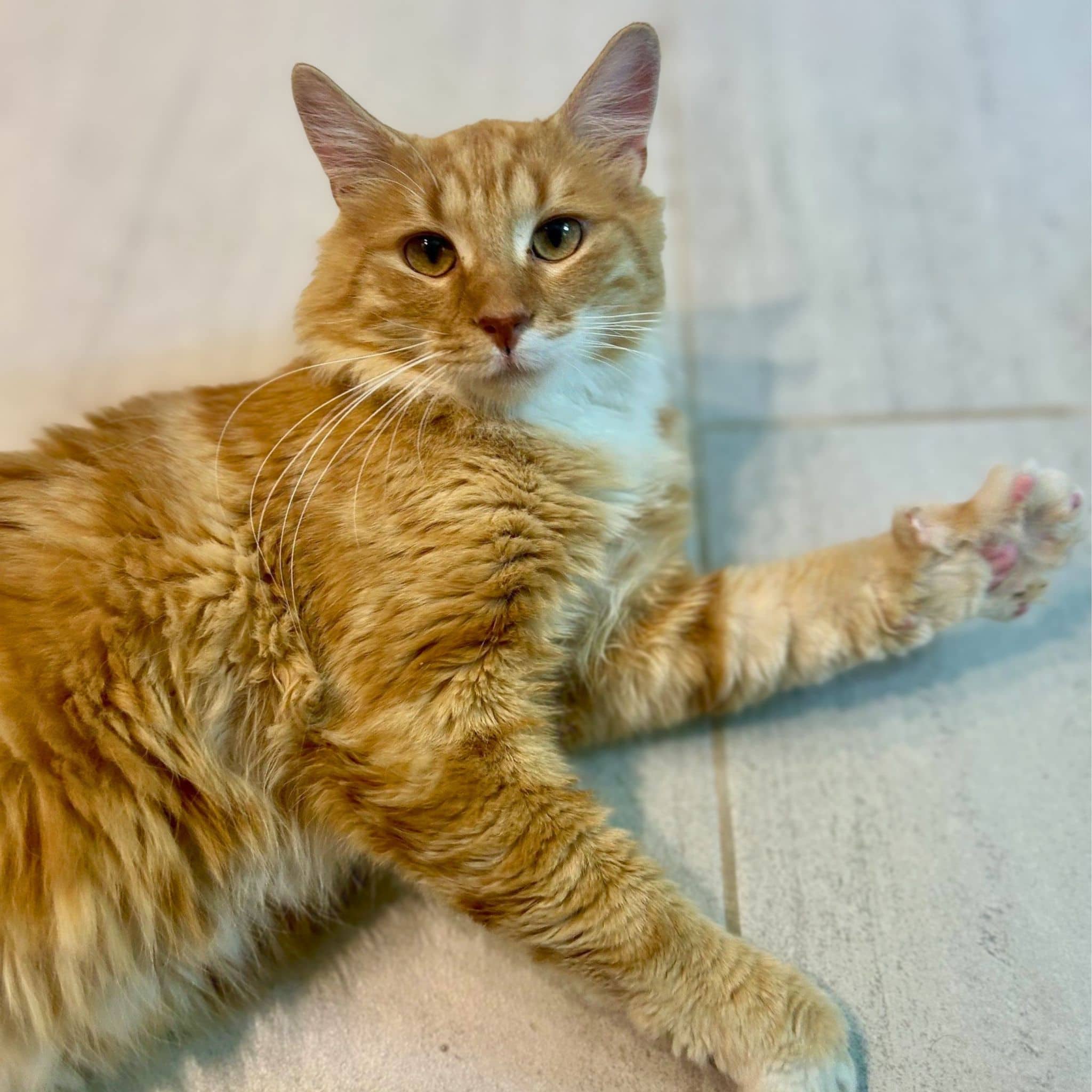 Paul-Emile - Domestic Shorthair cat available for adoption at SPA de Québec in Quebec City