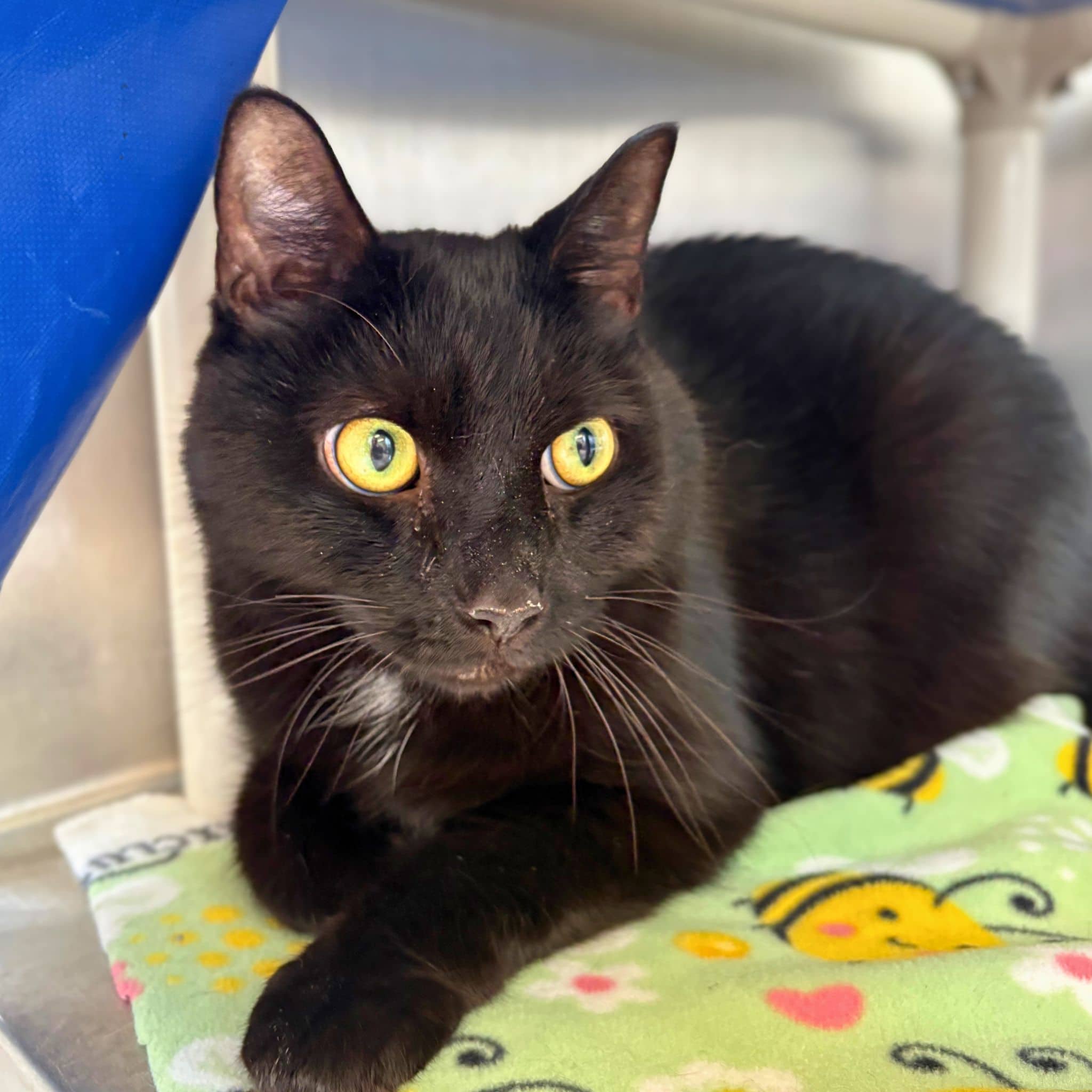 Léonard de Vinci - Domestic Shorthair cat available for adoption at SPA de Québec in Quebec City