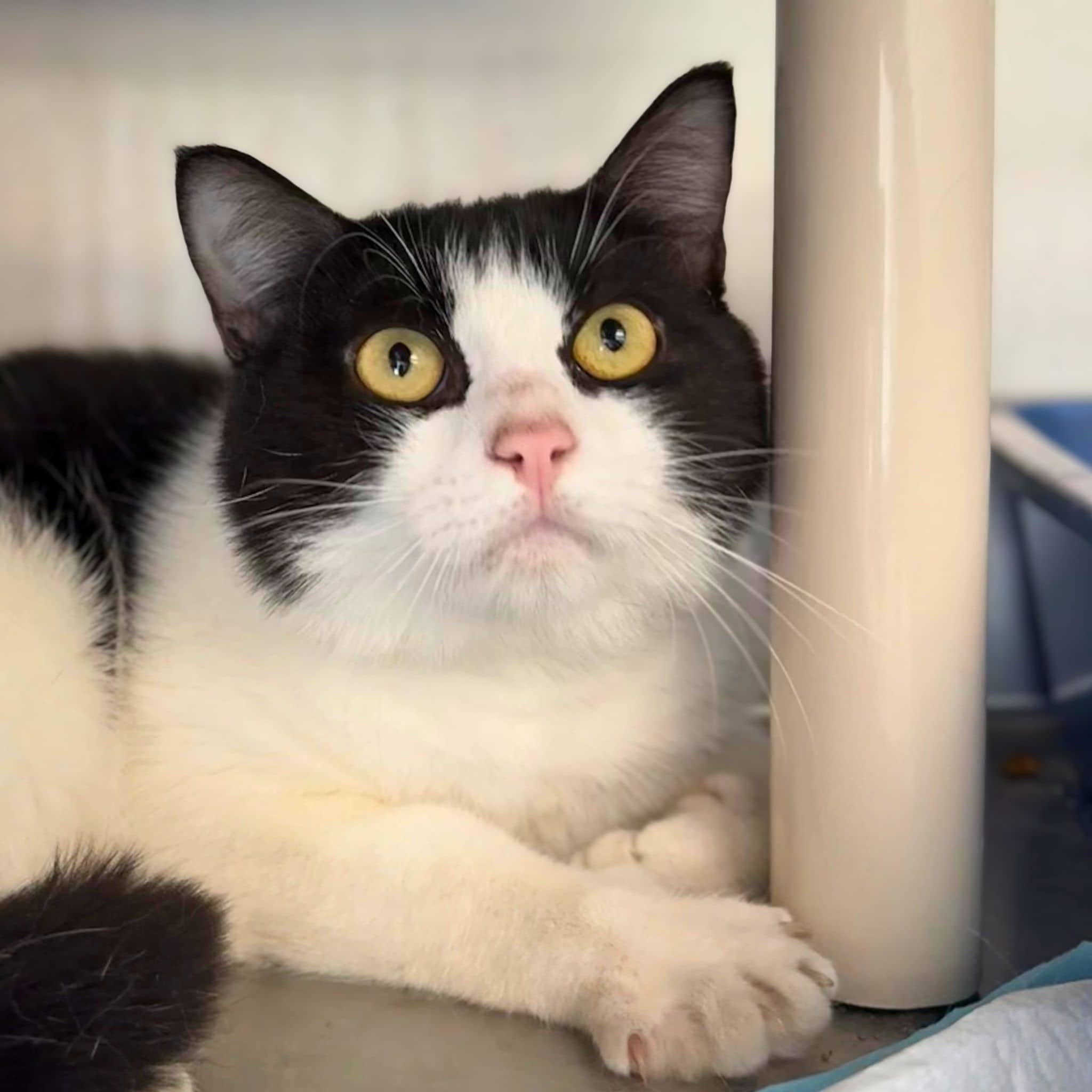 Biscuit et crème - Domestic Shorthair cat available for adoption in Quebec