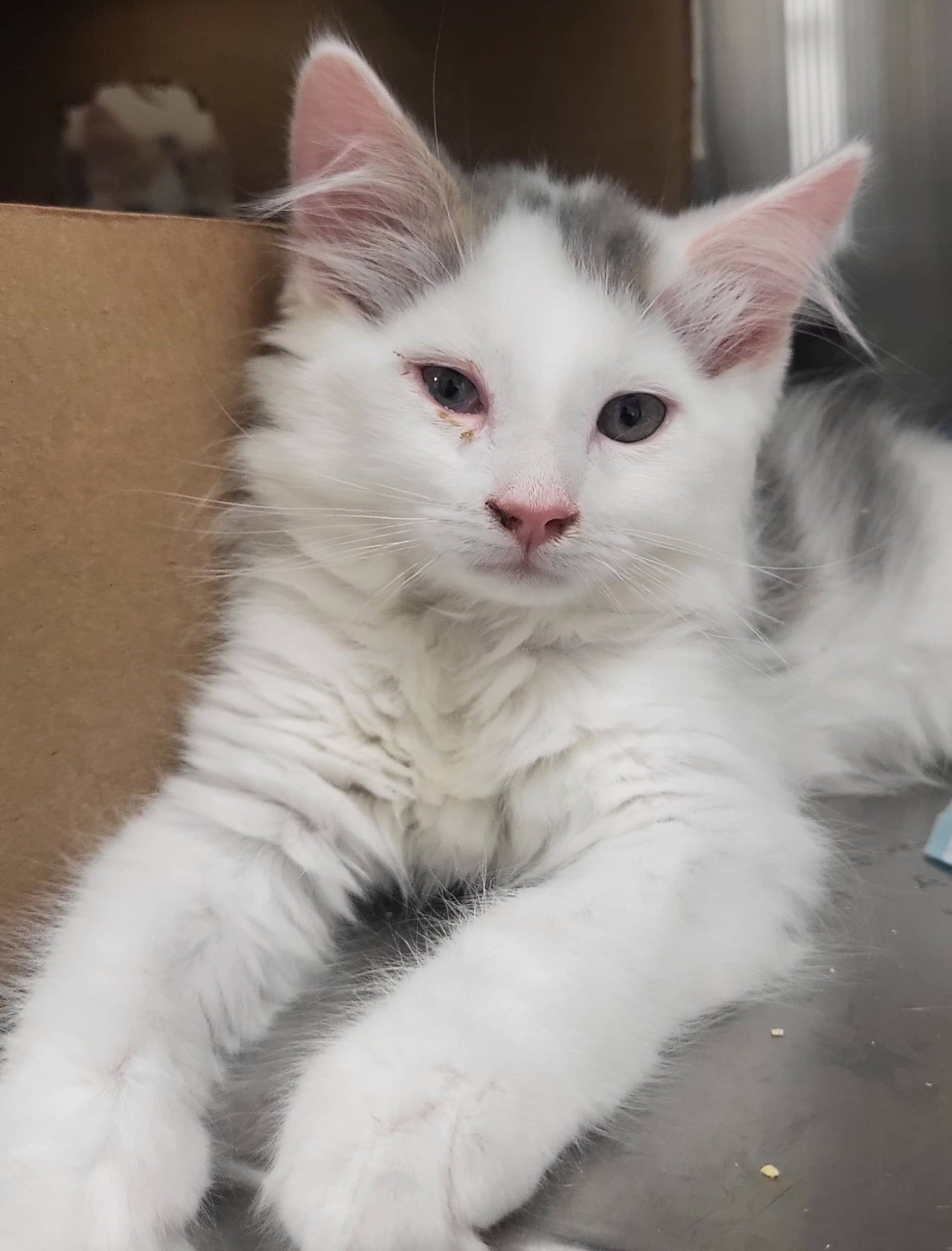 Jonquille - Domestic Shorthair available for adoption