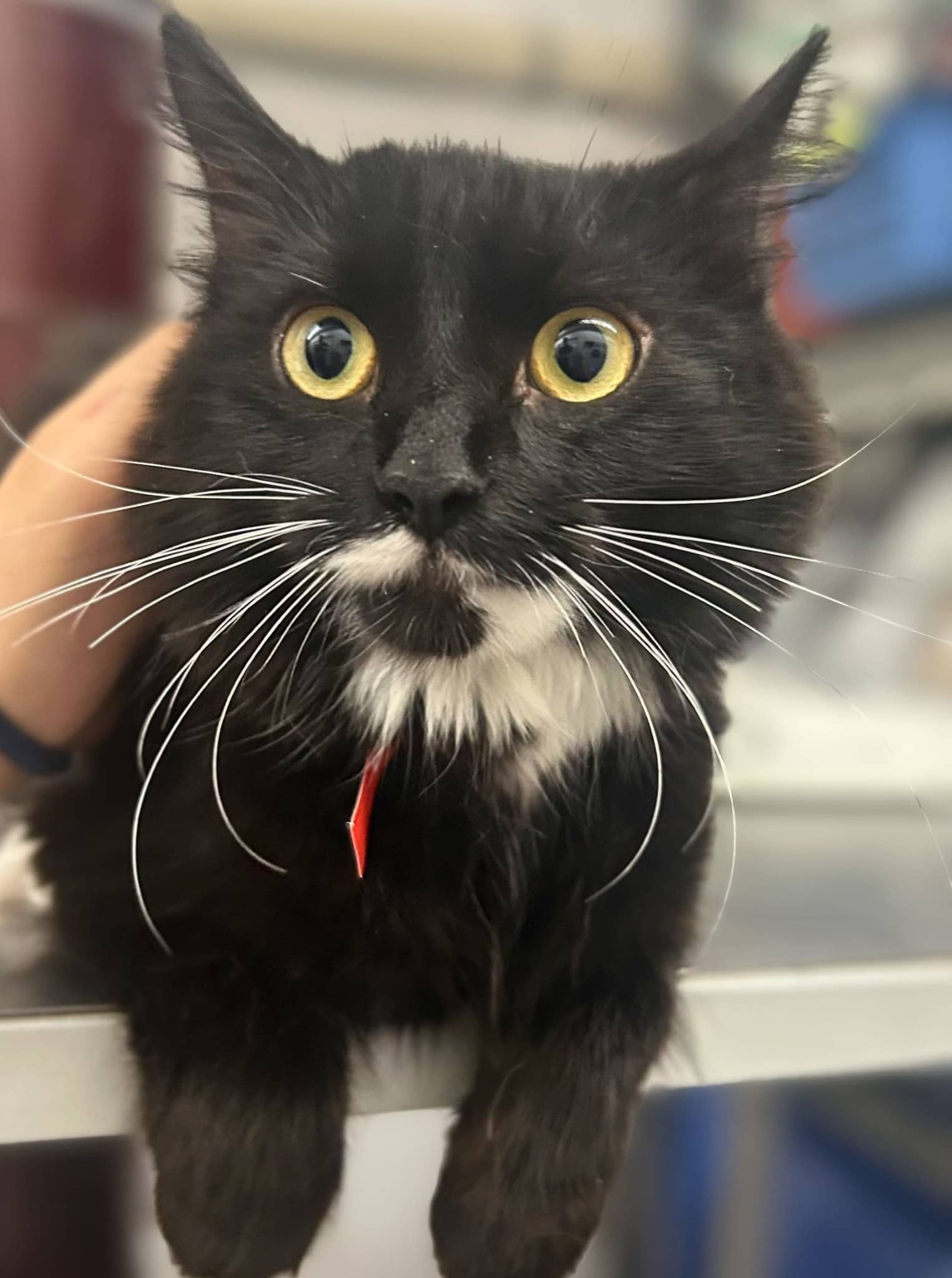 Fantaisie de chocolat - Domestic Shorthair cat available for adoption at SPA de Québec in Quebec City