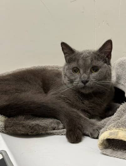 Rosalie Indigo - Domestic Shorthair available for adoption