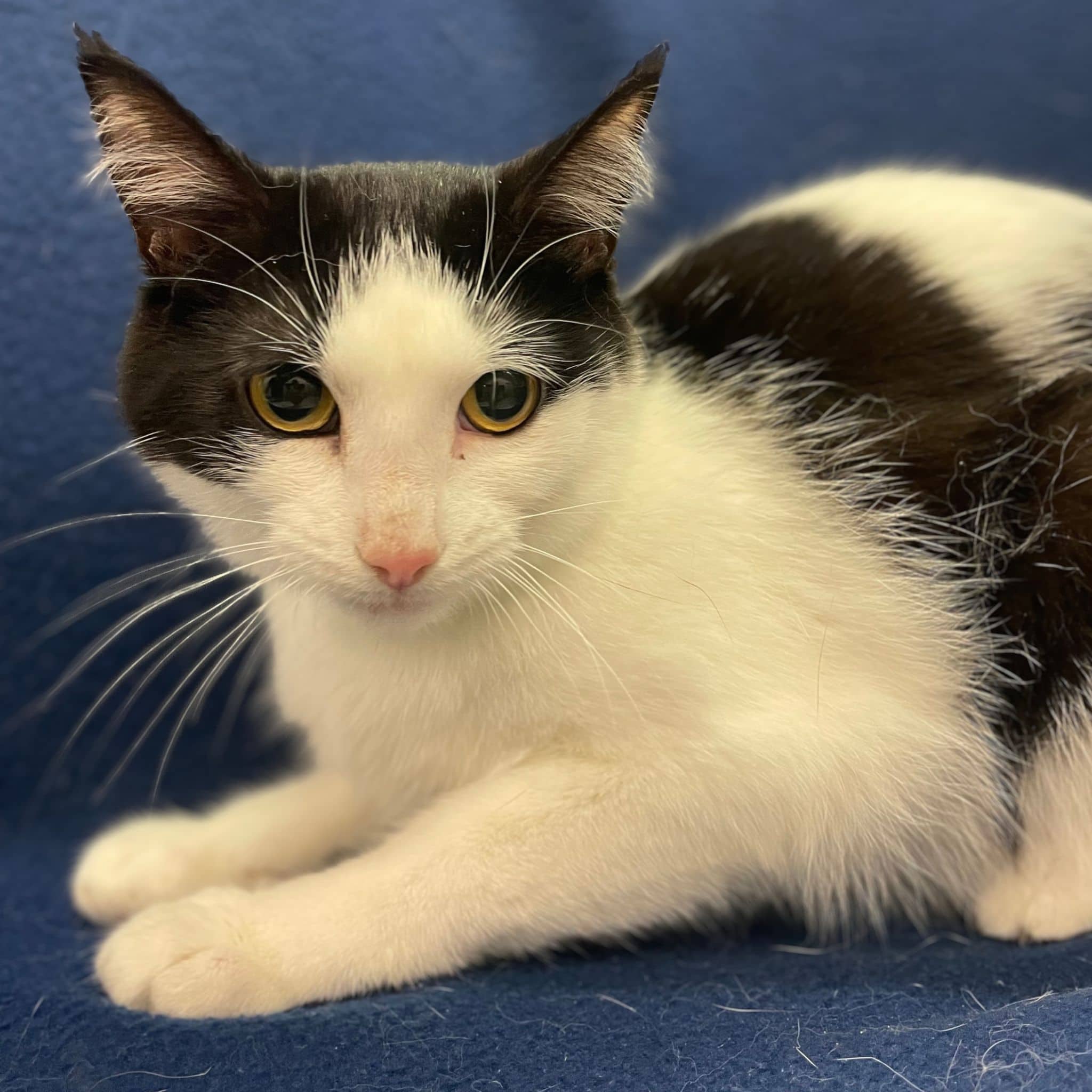 Baguette Magique - Domestic Shorthair available for adoption