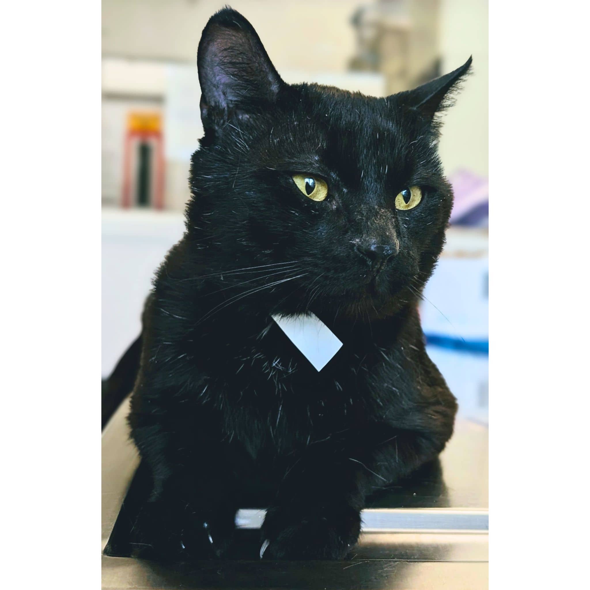 Nutella - Domestic Shorthair cat available for adoption at SPA de Québec in Quebec City