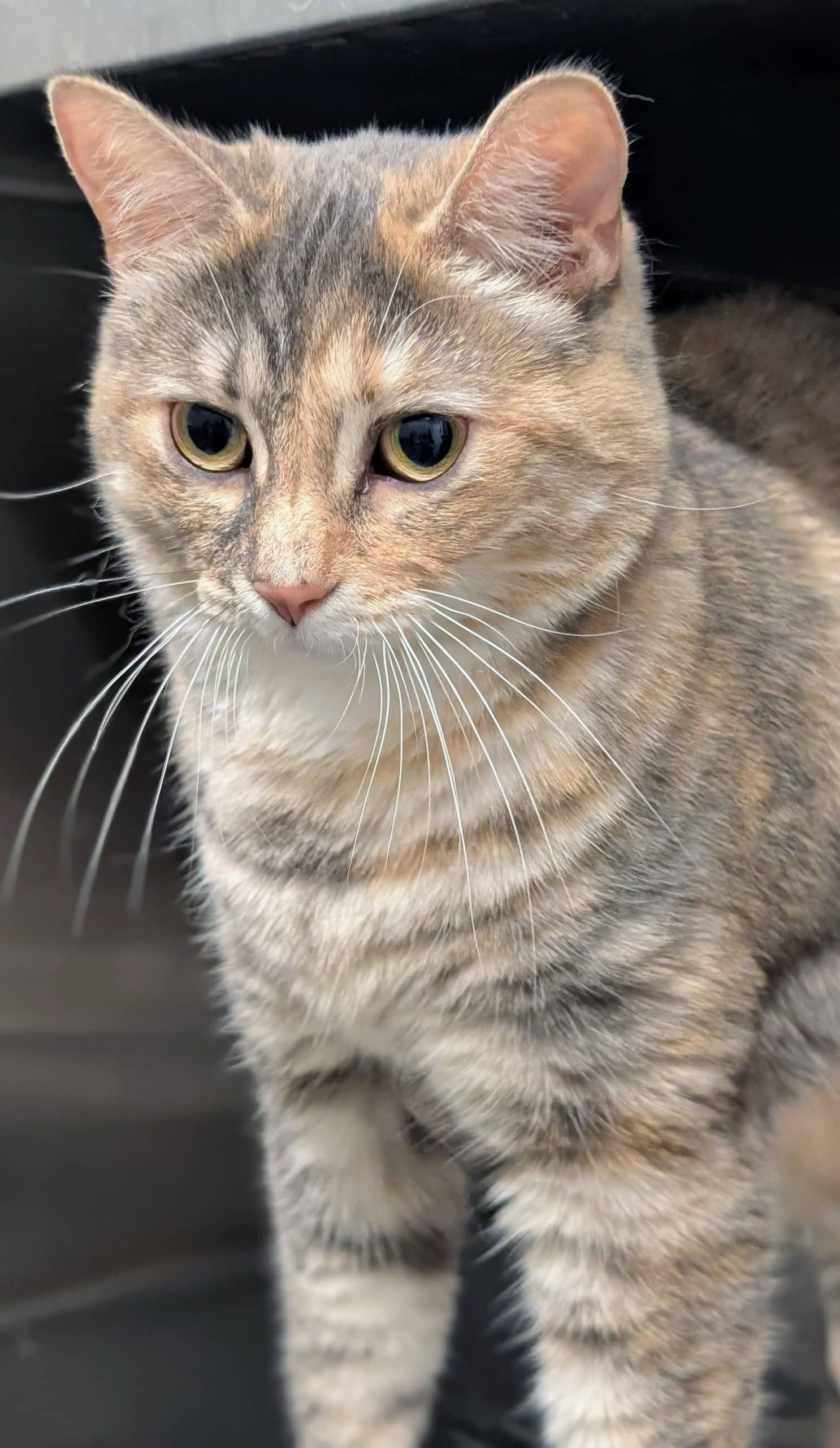 Piment de Cayenne - Domestic Shorthair available for adoption