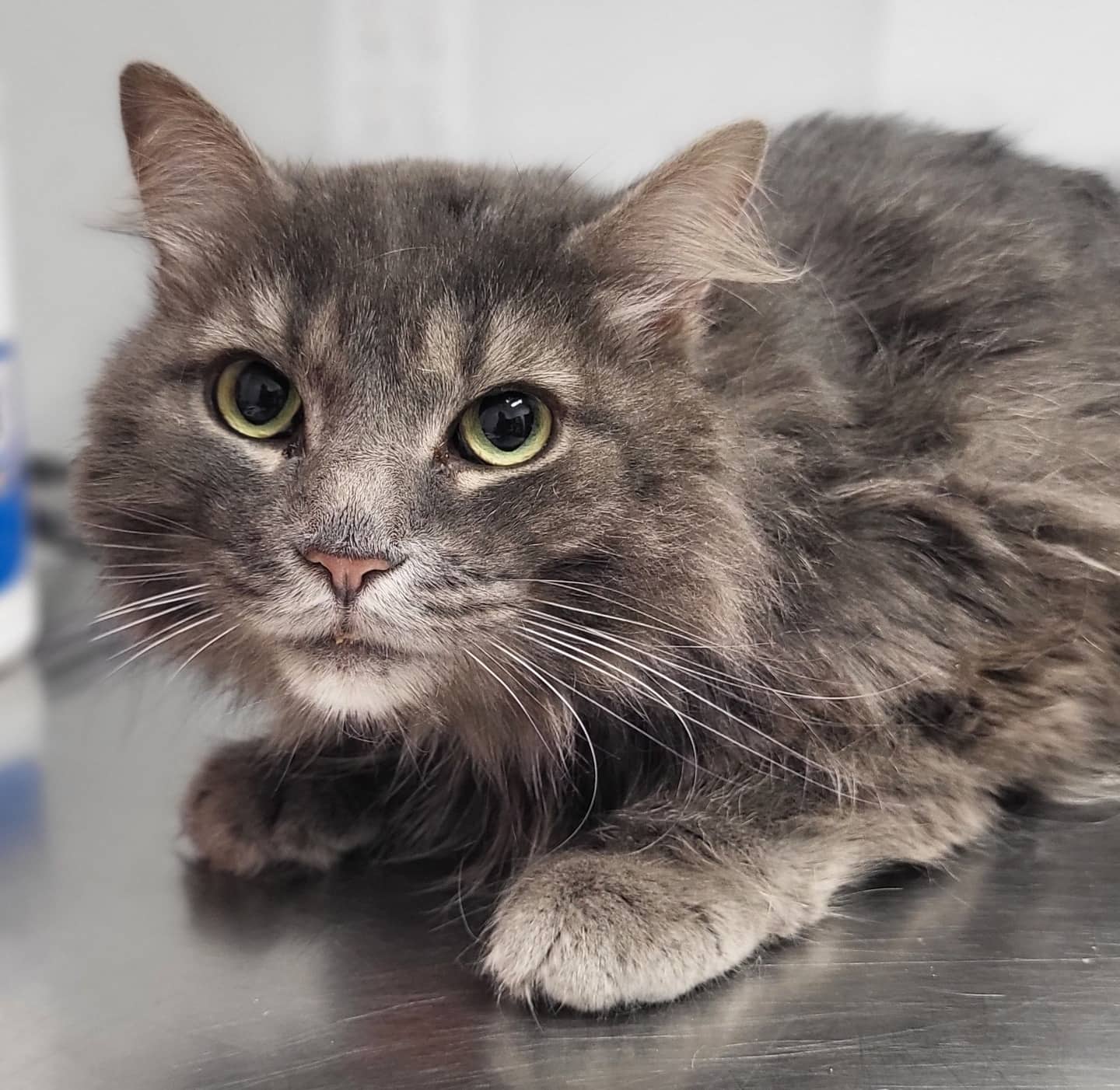 Léon (Nenou) - Domestic Shorthair available for adoption
