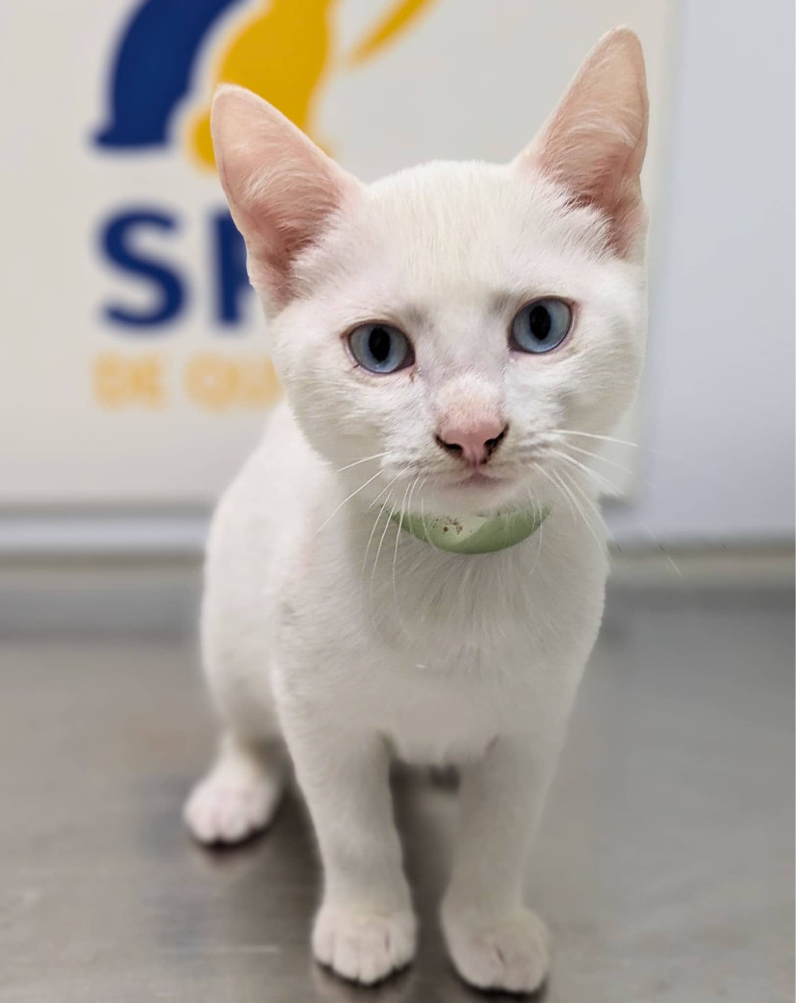 Osaka - Domestic Shorthair cat available for adoption at SPA de Québec in Quebec City