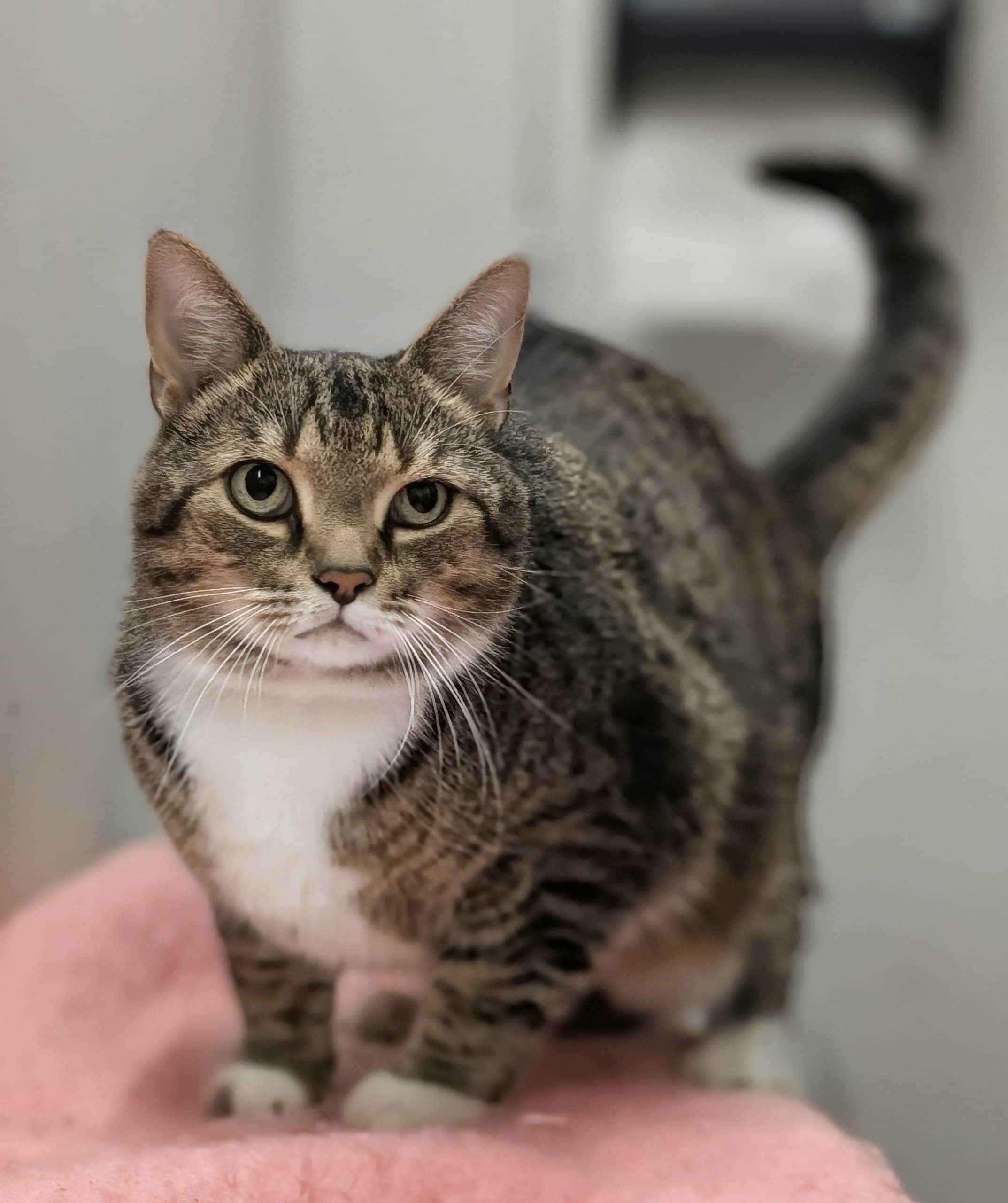 Roméo - Domestic Shorthair available for adoption