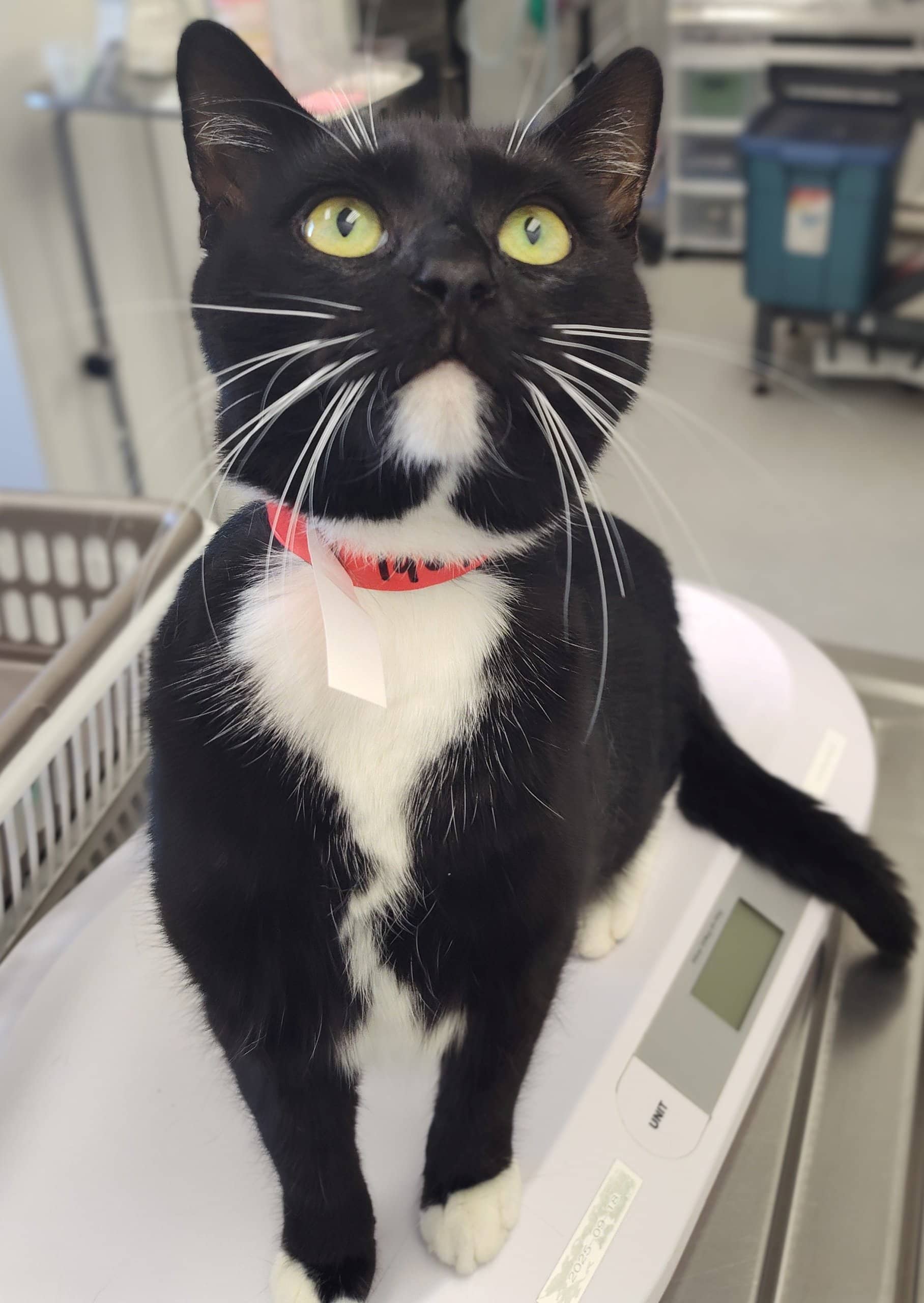Forsythia - Domestic Shorthair cat available for adoption in Quebec