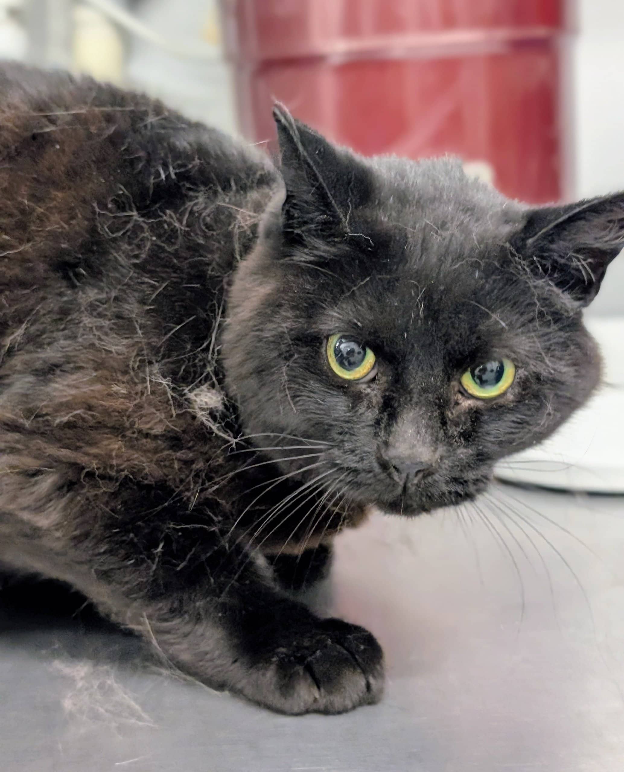 Lilith - Domestic Shorthair cat available for adoption at SPA de Québec in Quebec City