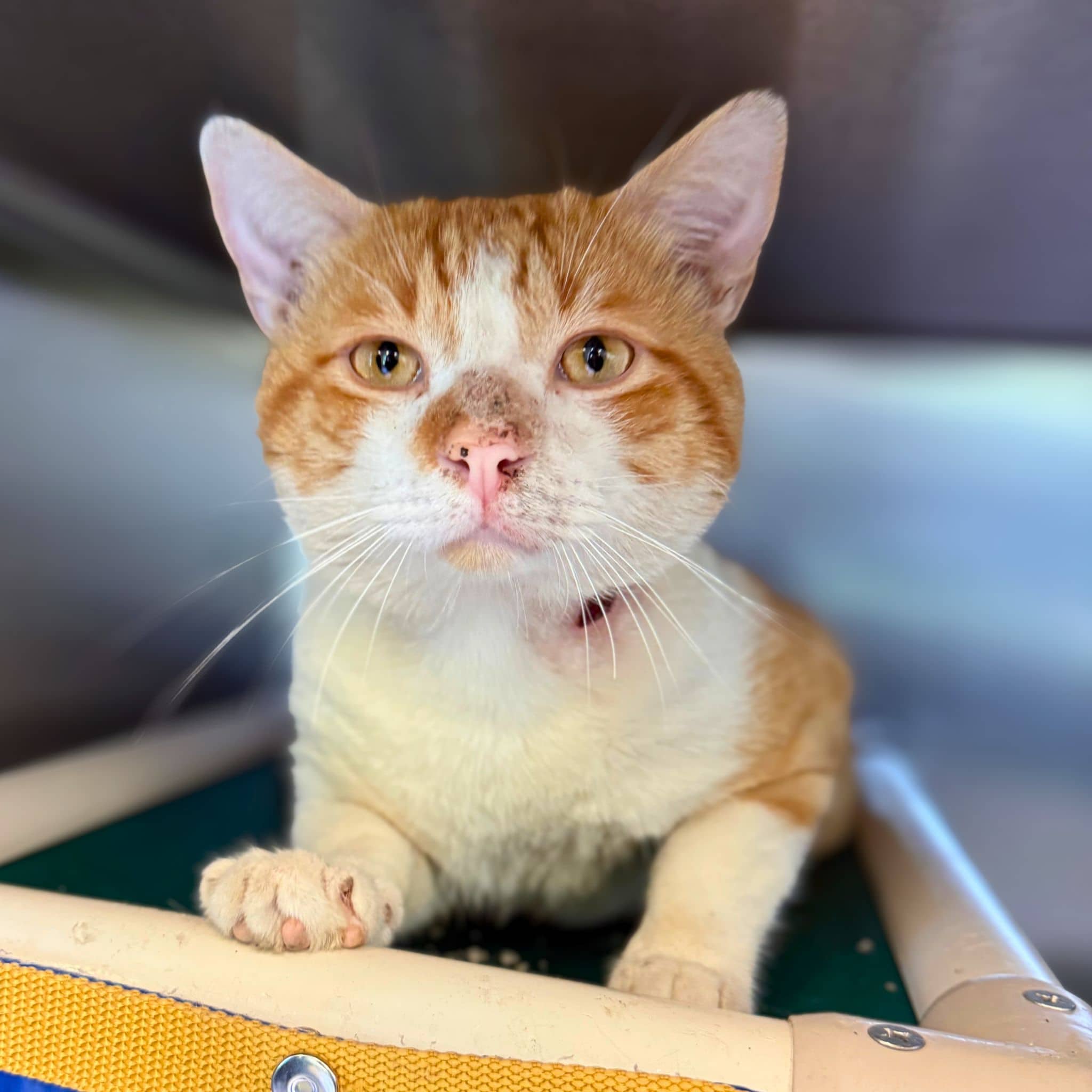 Portobello - Domestic Shorthair cat available for adoption at SPA de Québec in Quebec City