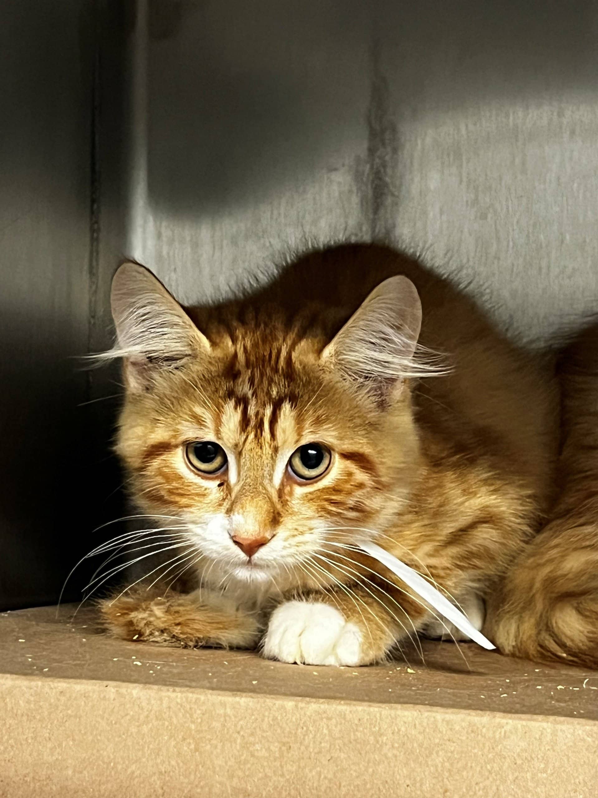 Party Cat - Domestic Shorthair cat available for adoption at SPA de Québec in Quebec City