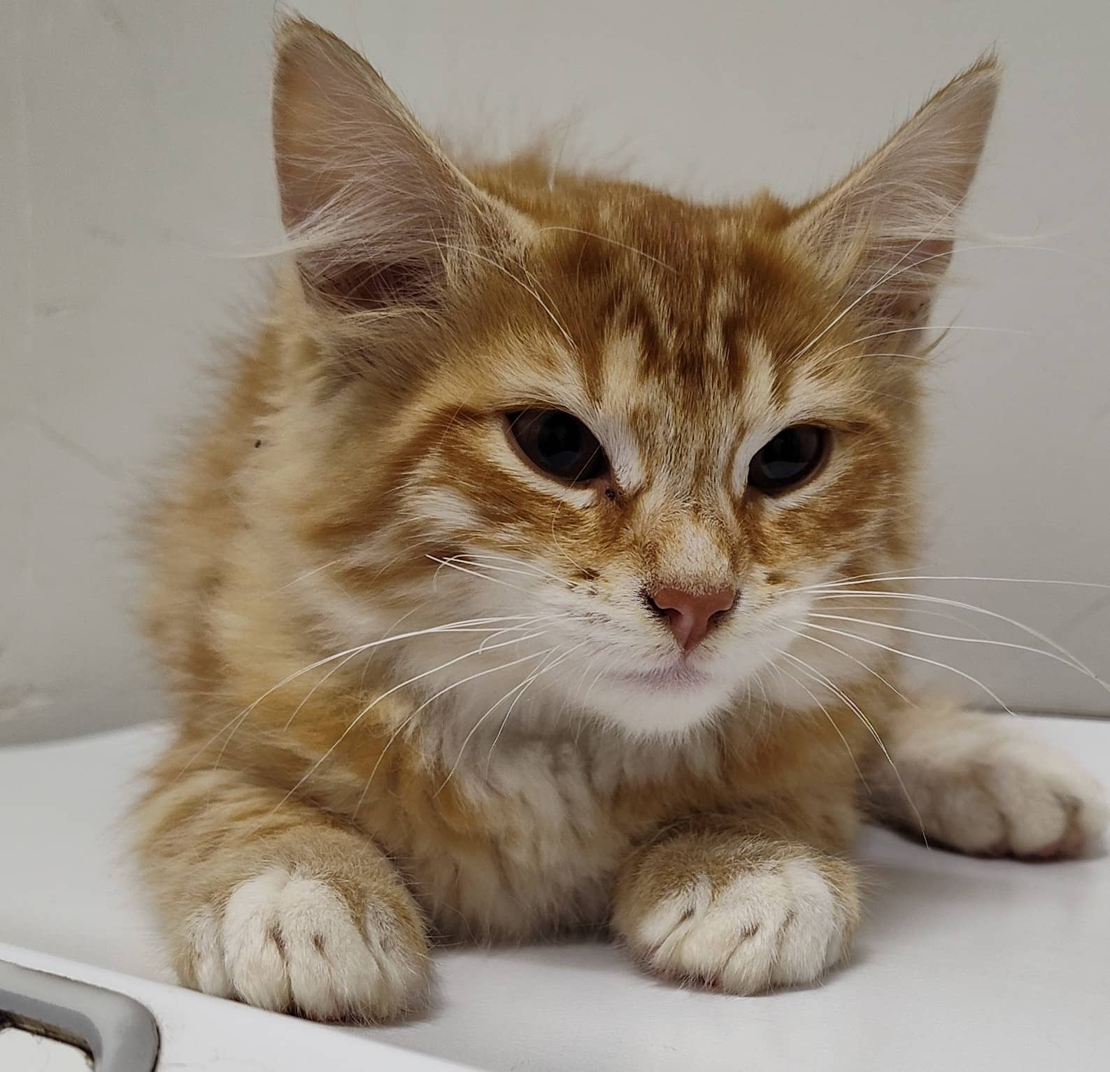 Disco Cat - Domestic Shorthair available for adoption