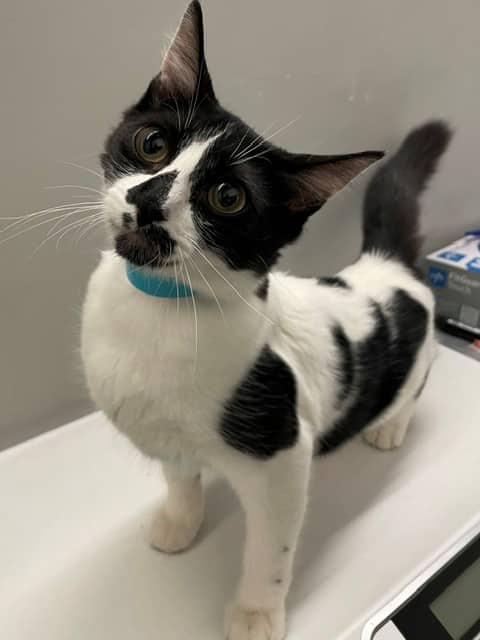 Steppette - Domestic Shorthair cat available for adoption at SPA de Québec in Quebec City